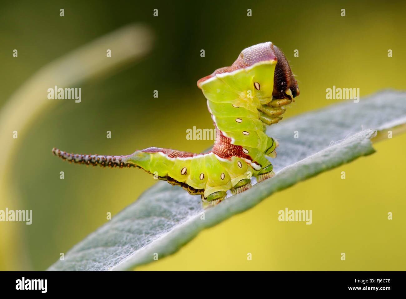 Puss Moth (Cerura vinula, Dicranura vinula), appena scuoiata caterpillar, in Germania, in Baviera, Niederbayern, Bassa Baviera Foto Stock