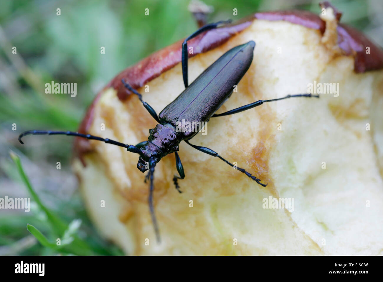 Il muschio beetle (Aromia moschata), fedding maschio su una manna apple, in Germania, in Baviera, Niederbayern, Bassa Baviera Foto Stock