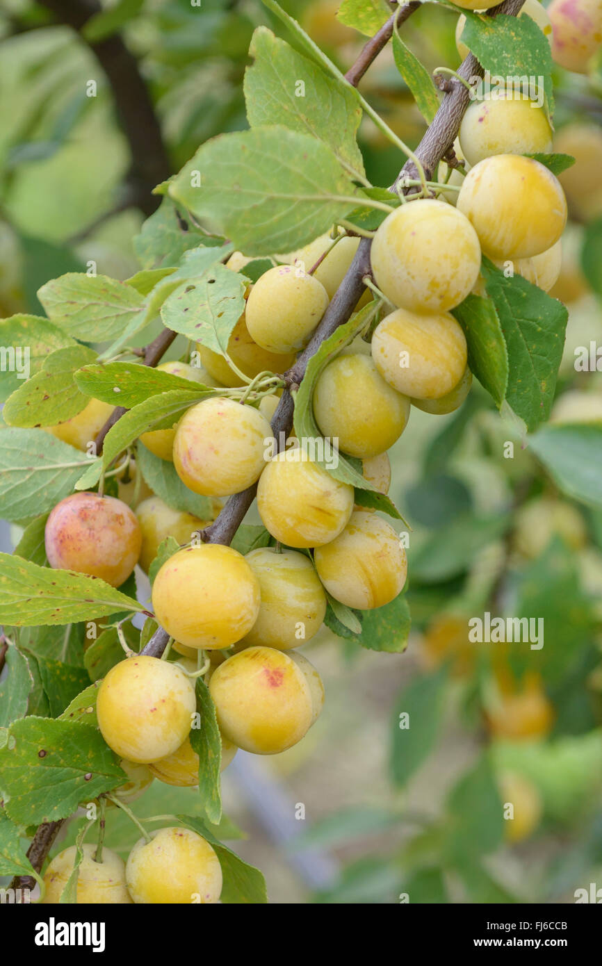 Damson (Prunus domestica 'Haferpflaume', Prunus domestica Haferpflaume, Prunus domestica ssp. insititia, PRUNUS INSITITIA), frutta onb un albero, cultivar Haferpflaume, Germania, il Land Brandeburgo Foto Stock