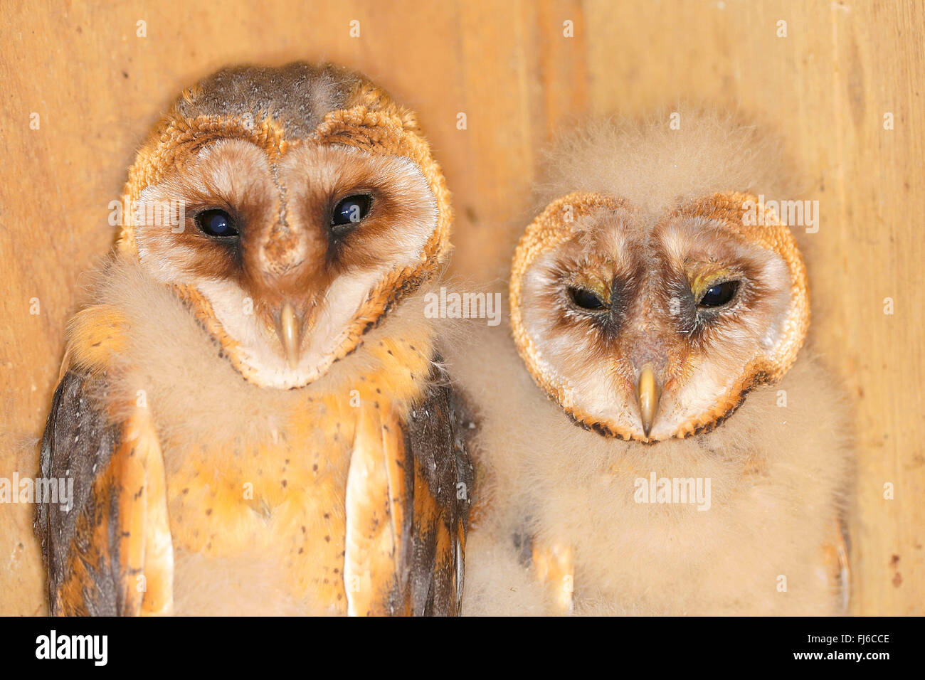 Il barbagianni (Tyto alba), due uccelli giovani in diverse epoche, mezza lunghezza verticale, in Germania, in Baviera Foto Stock