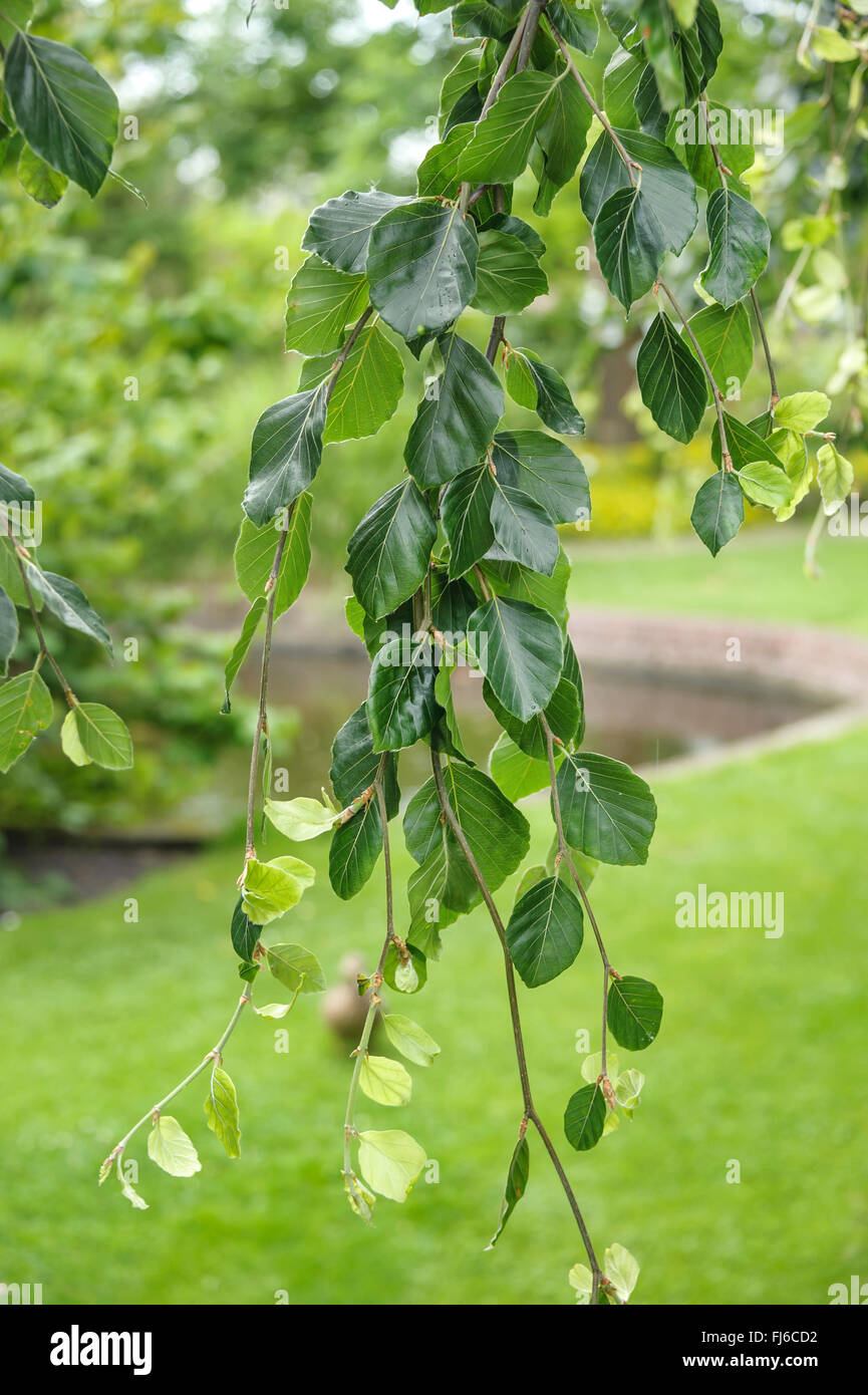 Comune di faggio (Fagus sylvatica 'Pendula', Fagus sylvatica pendula), cultivar Pendula, Polonia Foto Stock