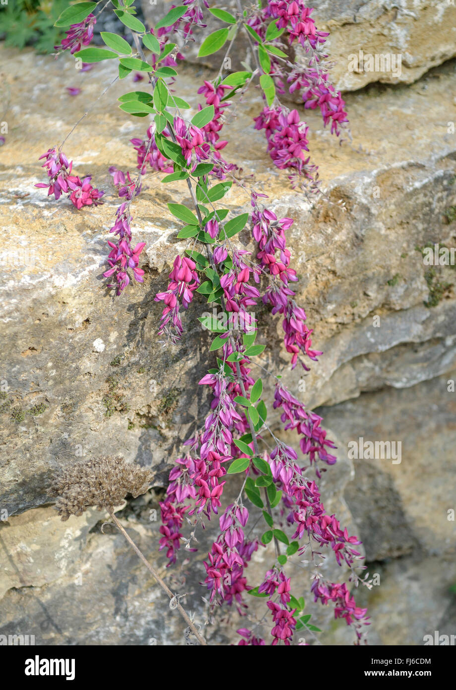 Boccola di trifoglio (Lespedeza thunbergii), fioritura, Germania Foto Stock