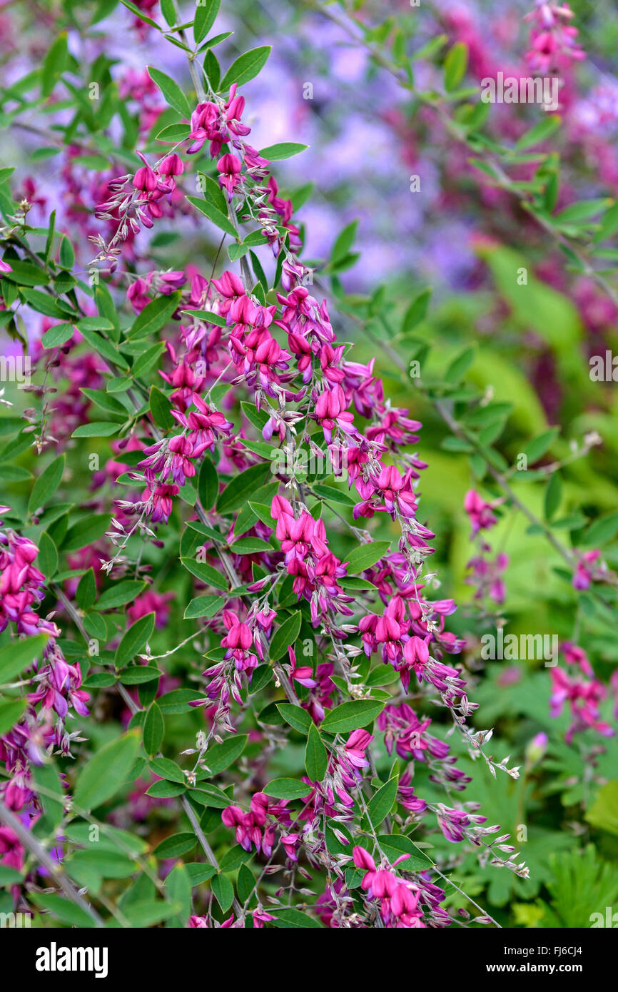 Boccola di trifoglio (Lespedeza thunbergii), fioritura, Germania Foto Stock