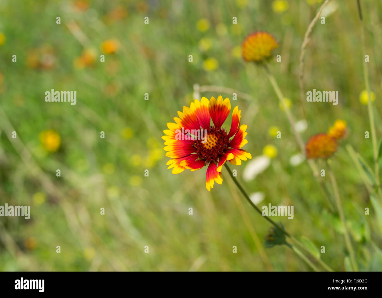 Campo selvaggio con coperta indiano fiori tra erbe native a stagione estiva in Ucraina Foto Stock