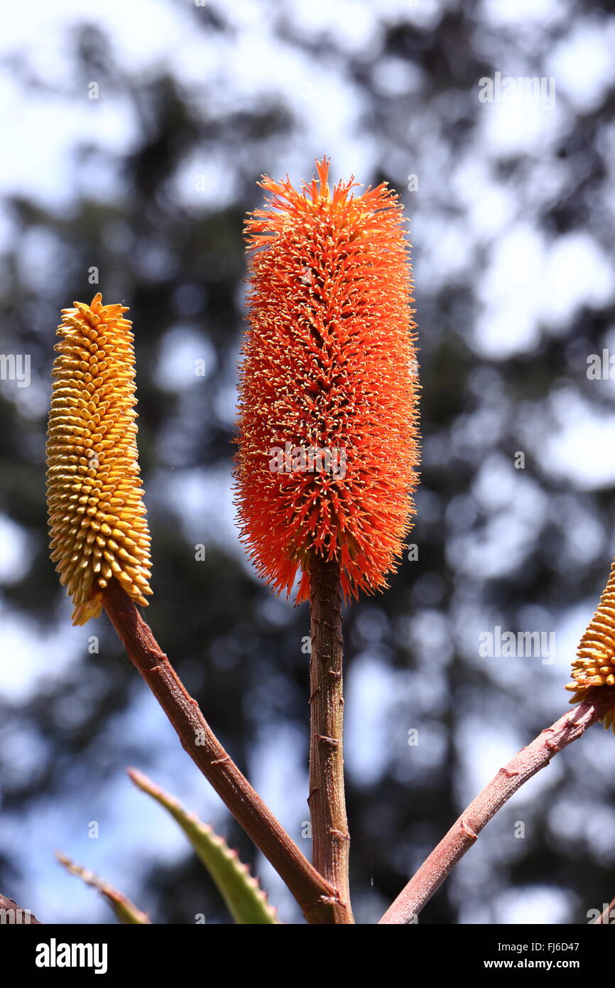 Qui vi sono la prova che l'Aloe Vera non solo una pianta utile, è molto bella. Un close-up foto di th fiore. Foto Stock
