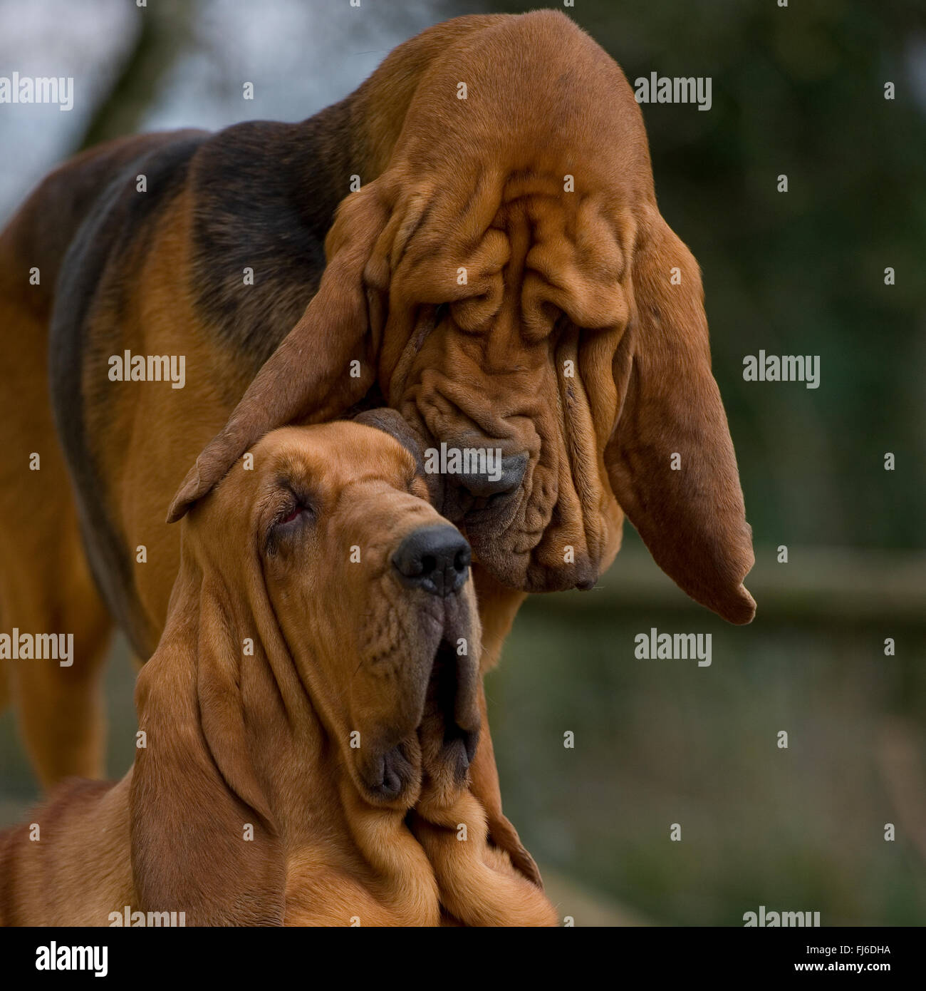 madre e cucciolo di bloodhound Foto Stock