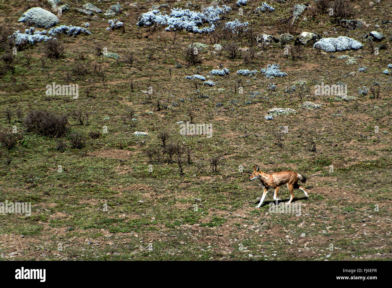 Etiope Lupo (Canis simensis) esecuzione di montagne di balle, Etiopia, Africa Foto Stock