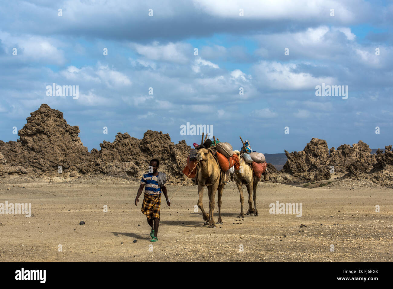La gente del posto che conduce alla mandria di cammelli attraverso il deserto il lago di Abbe, Gibuti, Africa Foto Stock