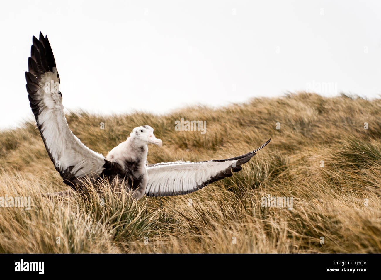 Albatro errante (Diomedea exulans) capretti con ali aperte Prion Island, Georgia del Sud Foto Stock