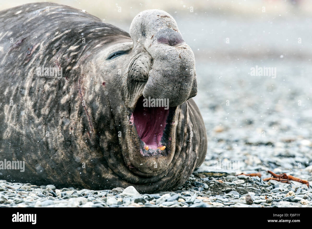 Guarnizione di elefante (Mirounga leonina) maschio adulto ridere Gold Harbour, Georgia del Sud Foto Stock