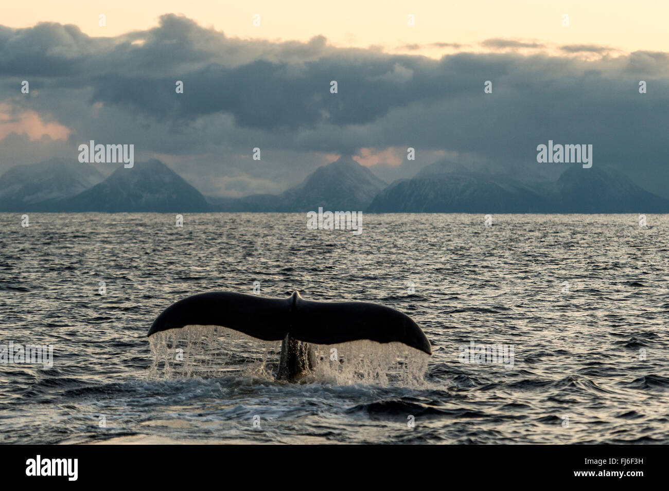 Humpback Whale (Megaptera novaeangliae) solcatura Andenes, Vesteralen, Norvegia, Scandinavia, Europa Foto Stock