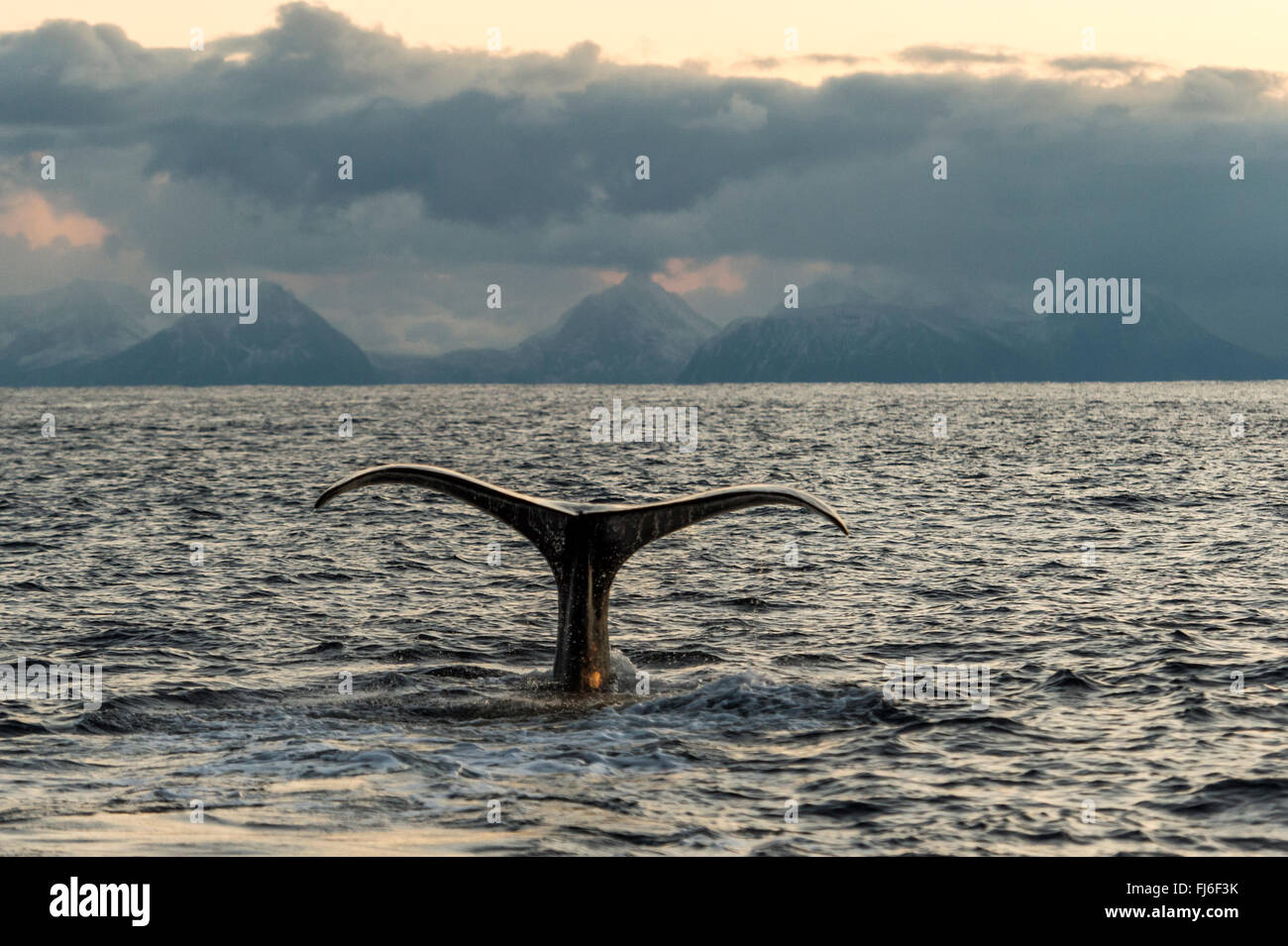 Humpback Whale (Megaptera novaeangliae) solcatura Andenes, Vesteralen, Norvegia, Scandinavia, Europa Foto Stock