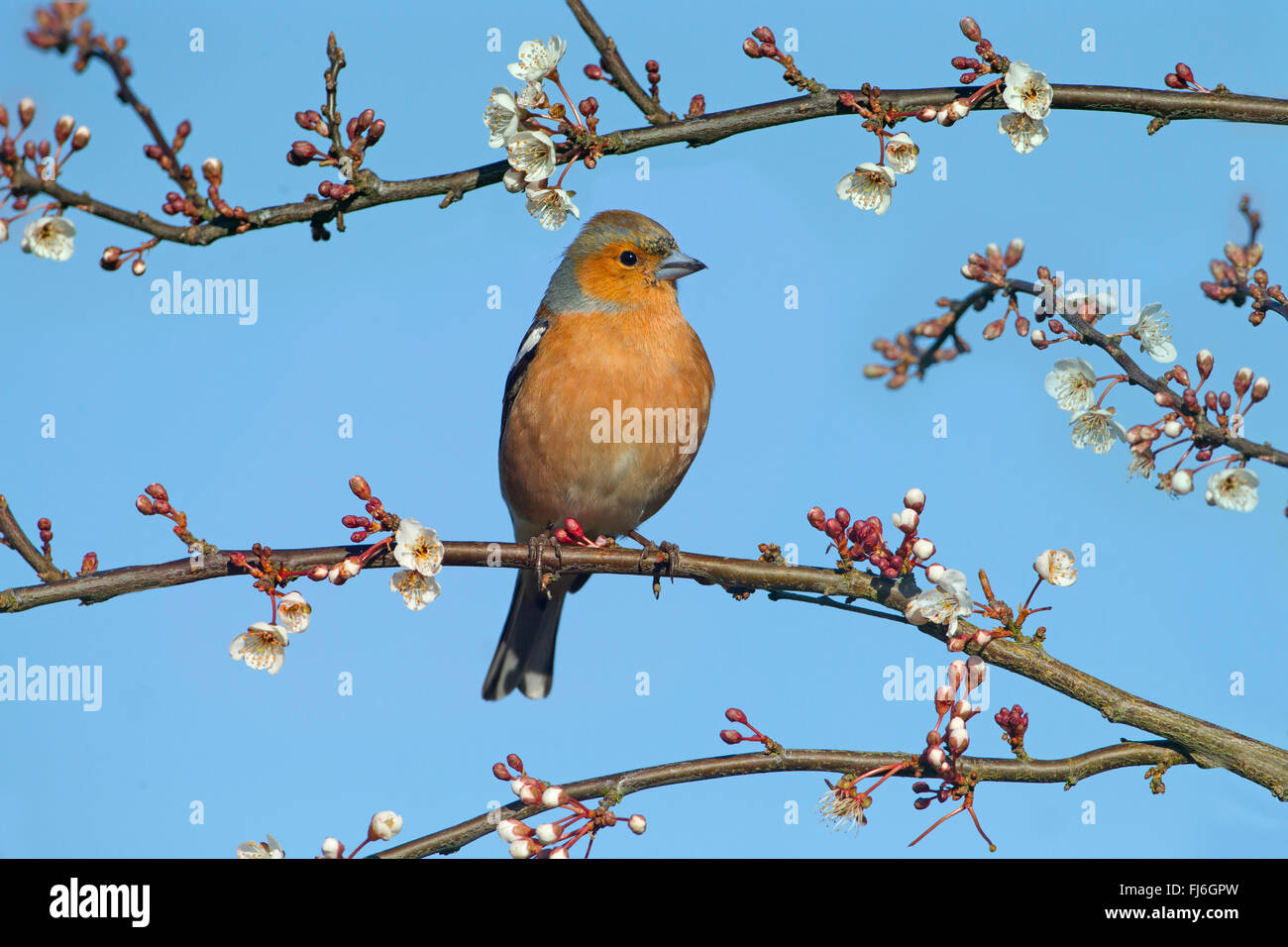 Fringuello Fringilla coelebs maschio su Blossom nel giardino contro un colore blu cielo Foto Stock