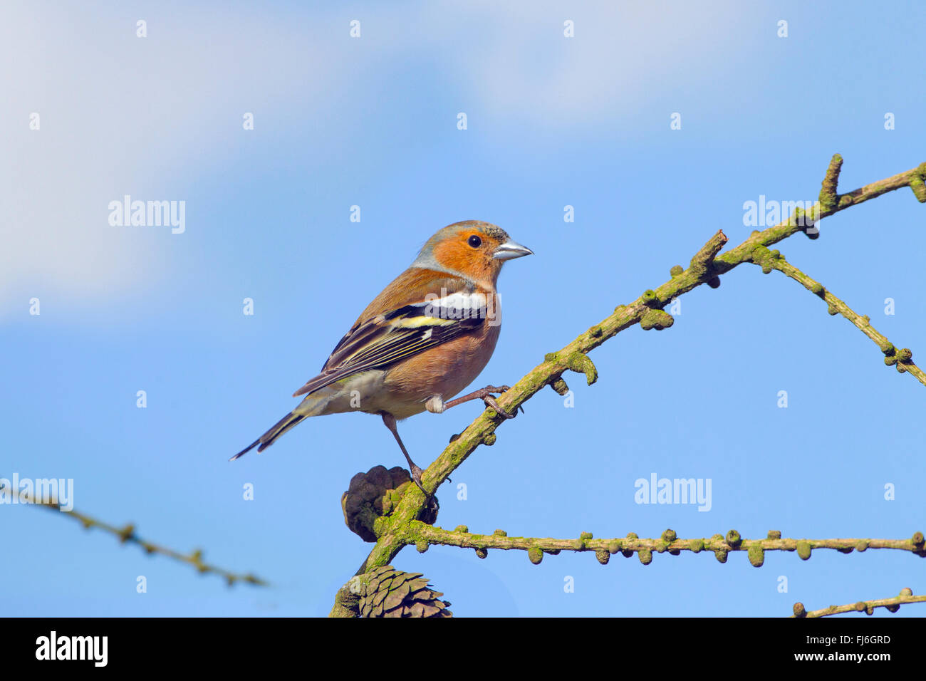 Fringuello Fringilla coelebs maschio nel giardino contro un colore blu cielo Foto Stock