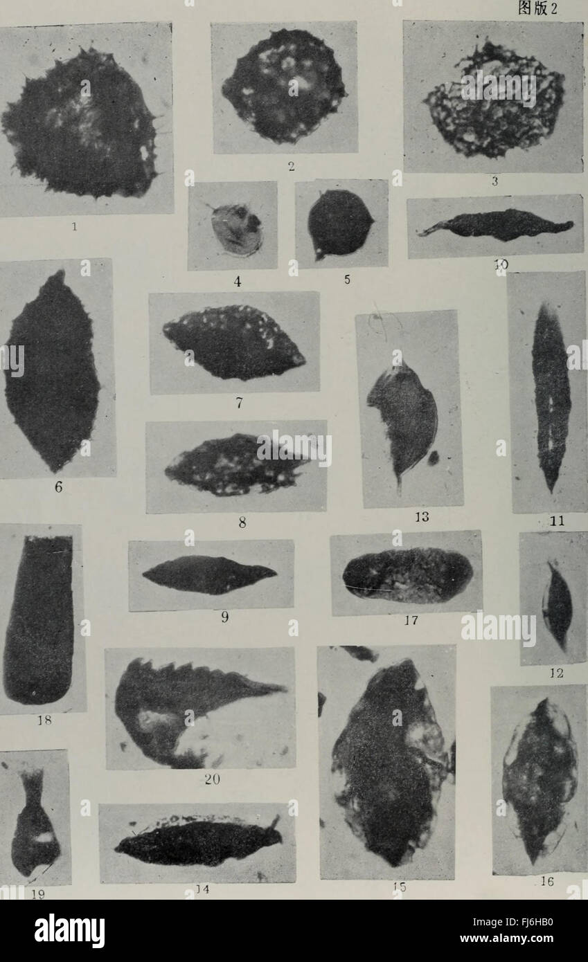 La prima conferenza nazionale sulle piante di fioritura nel 1985 ha riunito documenti scientifici e ricerche dalla Cina, concentrandosi sulla tassonomia delle piante, la conservazione e la botanica agricola. Ha contribuito a comprendere la diversità vegetale cinese e le dinamiche ecologiche delle piante in fiore. Foto Stock