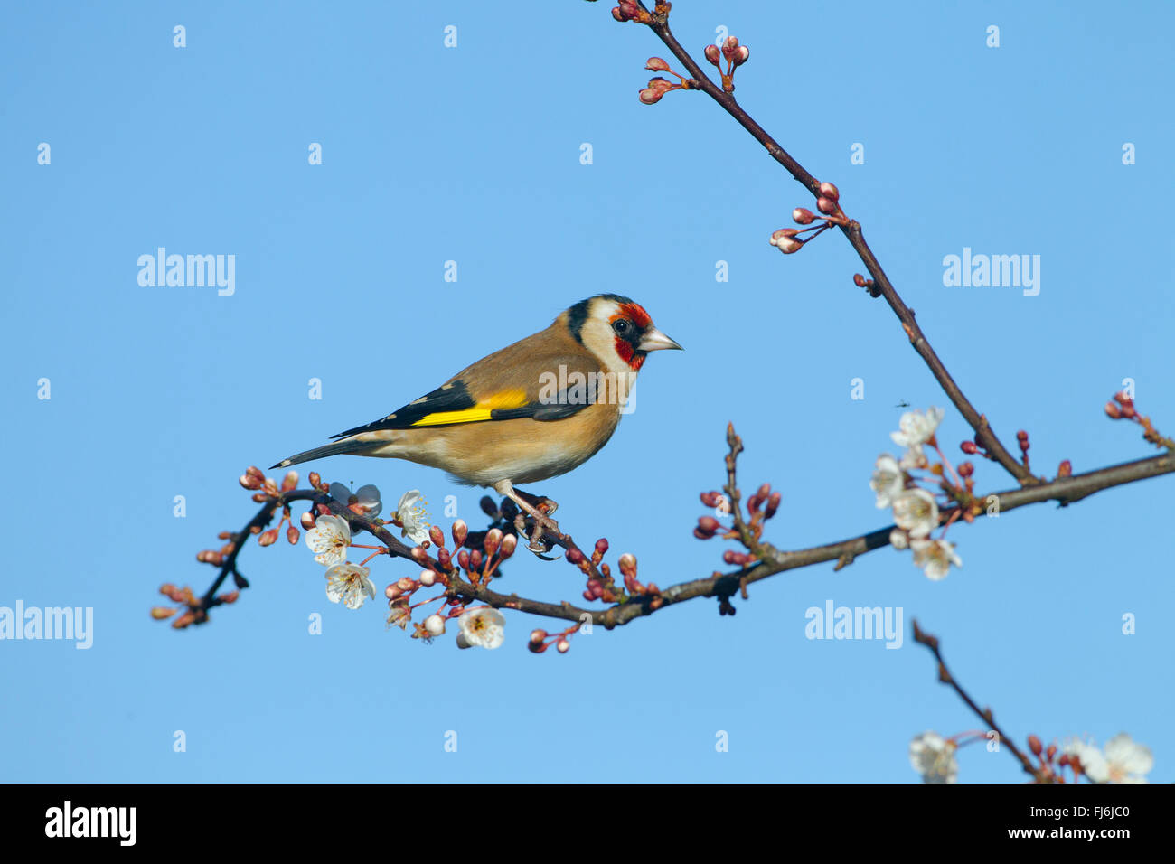 Cardellino Carduelis carduelis sulla molla prugna Fiore in giardino contro un colore blu cielo Foto Stock