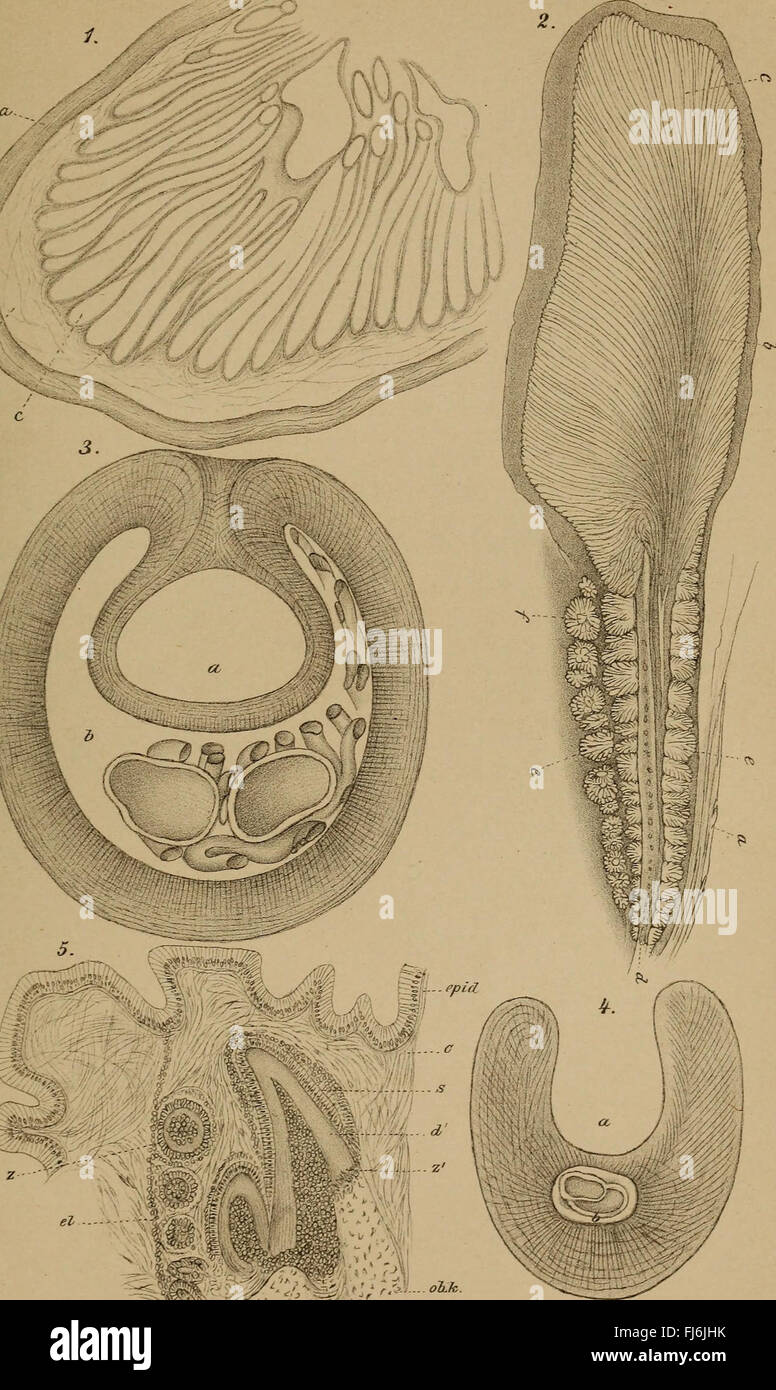 Classificazione del regno animale, H.G. Bronn, zoologia, specie animale, classificazione biologica, tassonomia animale, zoologia del XIX secolo, illustrazione scientifica, sistema di classificazione degli animali, zoologia tedesca, comportamenti degli animali, documentazione delle specie, zoologia storica, ricerca animale, identificazione delle specie, studi biologici, ricerca sulla natura, biologia evolutiva, regni animali, ordini animali, anatomia animale, storia evolutiva, diversità faunistica, studi tassonomici, scienze ambientali, biologia storica, catalogo specie, ricerca di storia naturale, sistemi biologici Foto Stock