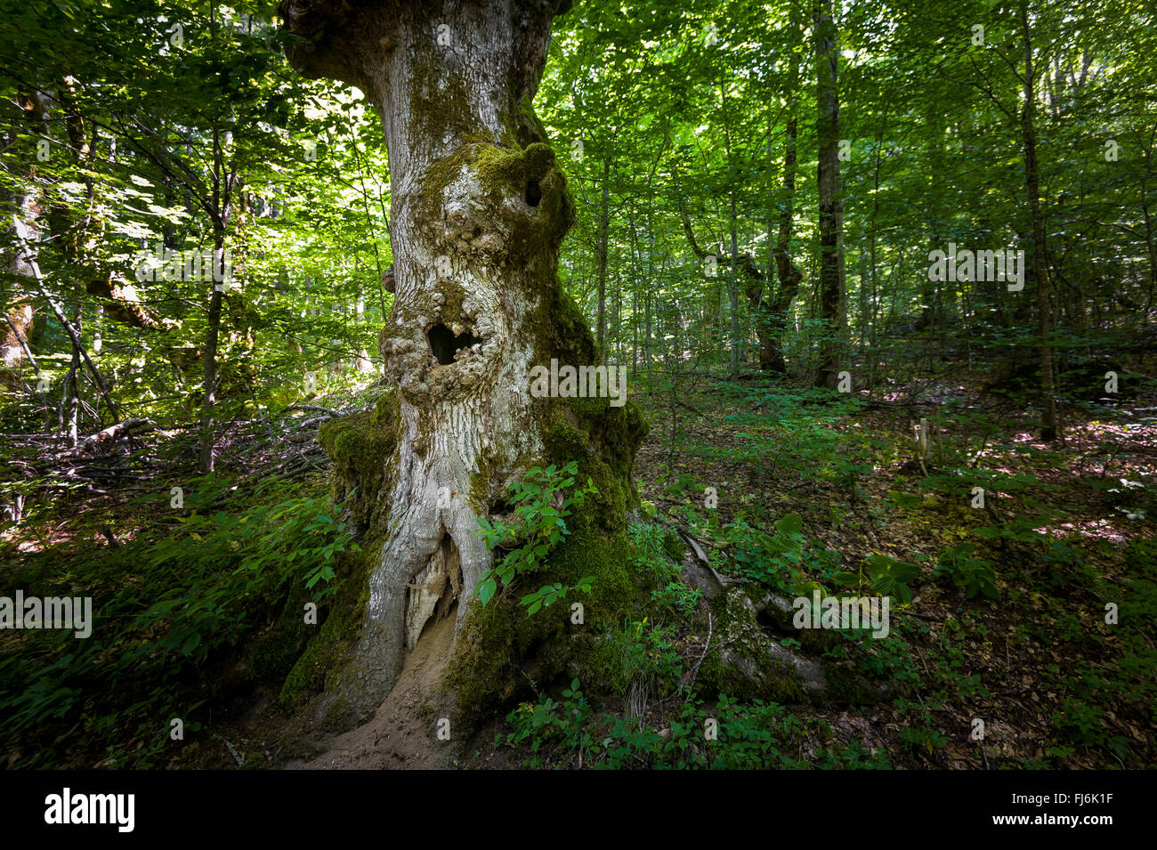 Vecchio albero con cavo. Le foreste vergini di Biogradska mountain national park Foto Stock