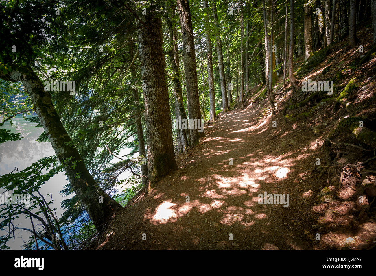 Escursionismo parh nella vecchia foresta. Foto Stock