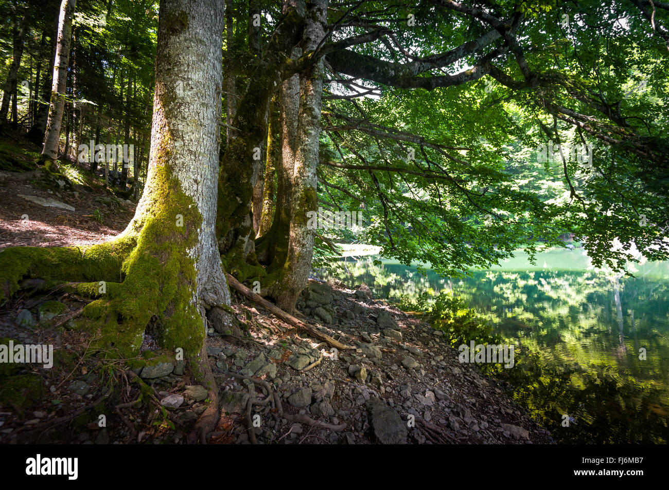 Vecchi alberi in riva del lago. Le foreste vergini delle montagne del Montenegro Foto Stock