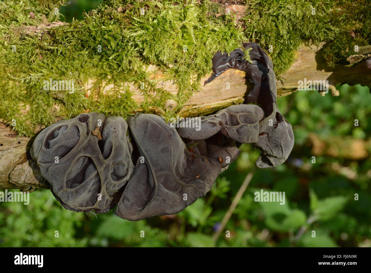 Fungo dell'orecchio della gelatina o fungo dell'orecchio del legno (Auricularia auricula-judae) sull'albero in Hampshire, Inghilterra. REGNO UNITO Foto Stock