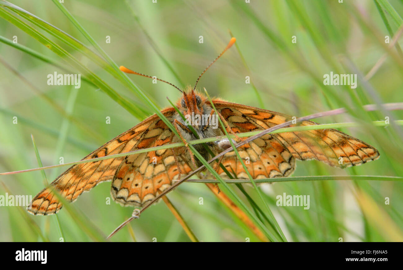 Marsh fritillary (Euphydryas aurinia) farfalla a Cotley Hill nel Wiltshire, Inghilterra, Regno Unito Foto Stock