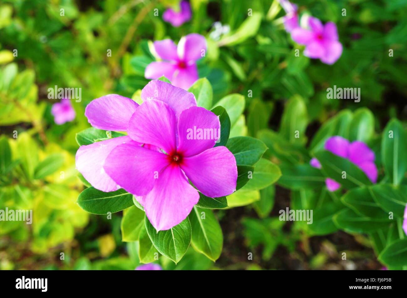 Impatiens rosa fiori che sbocciano in ombra Foto Stock