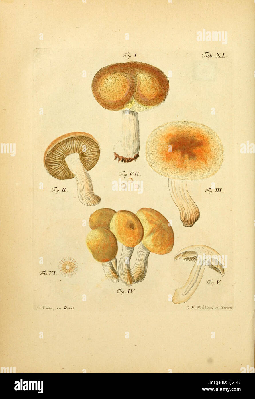 Un'opera illustrata che illustra in dettaglio le specie di funghi trovate in Baviera e nelle regioni del Palatinato in Germania, con rappresentazioni di colori nativi di varie specie. Foto Stock