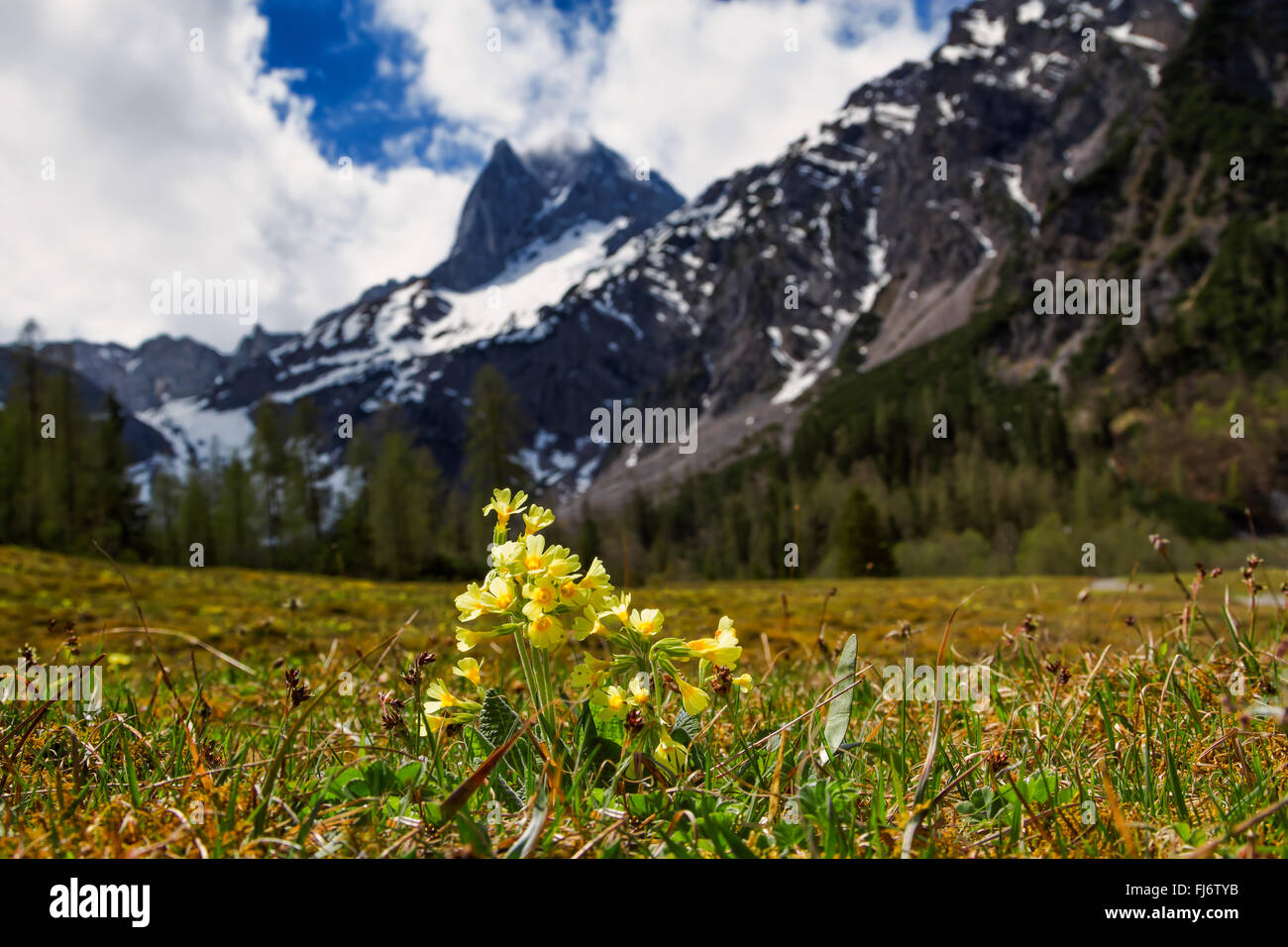 Spring Mountain scenic con cowslip fiori (Primula veris) messa a fuoco in primo piano sullo sfondo di sfocatura Foto Stock