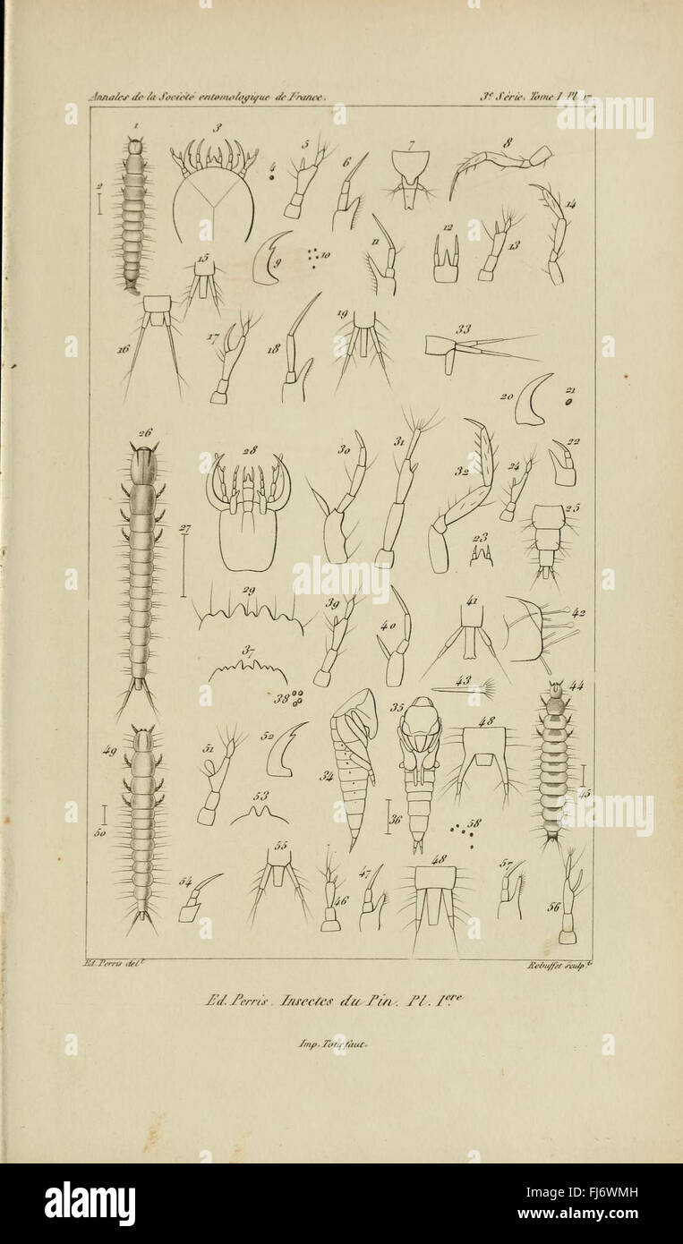 Histoire des insectes du pin maritime (3e serie tomo I, Pl. 17) Foto Stock