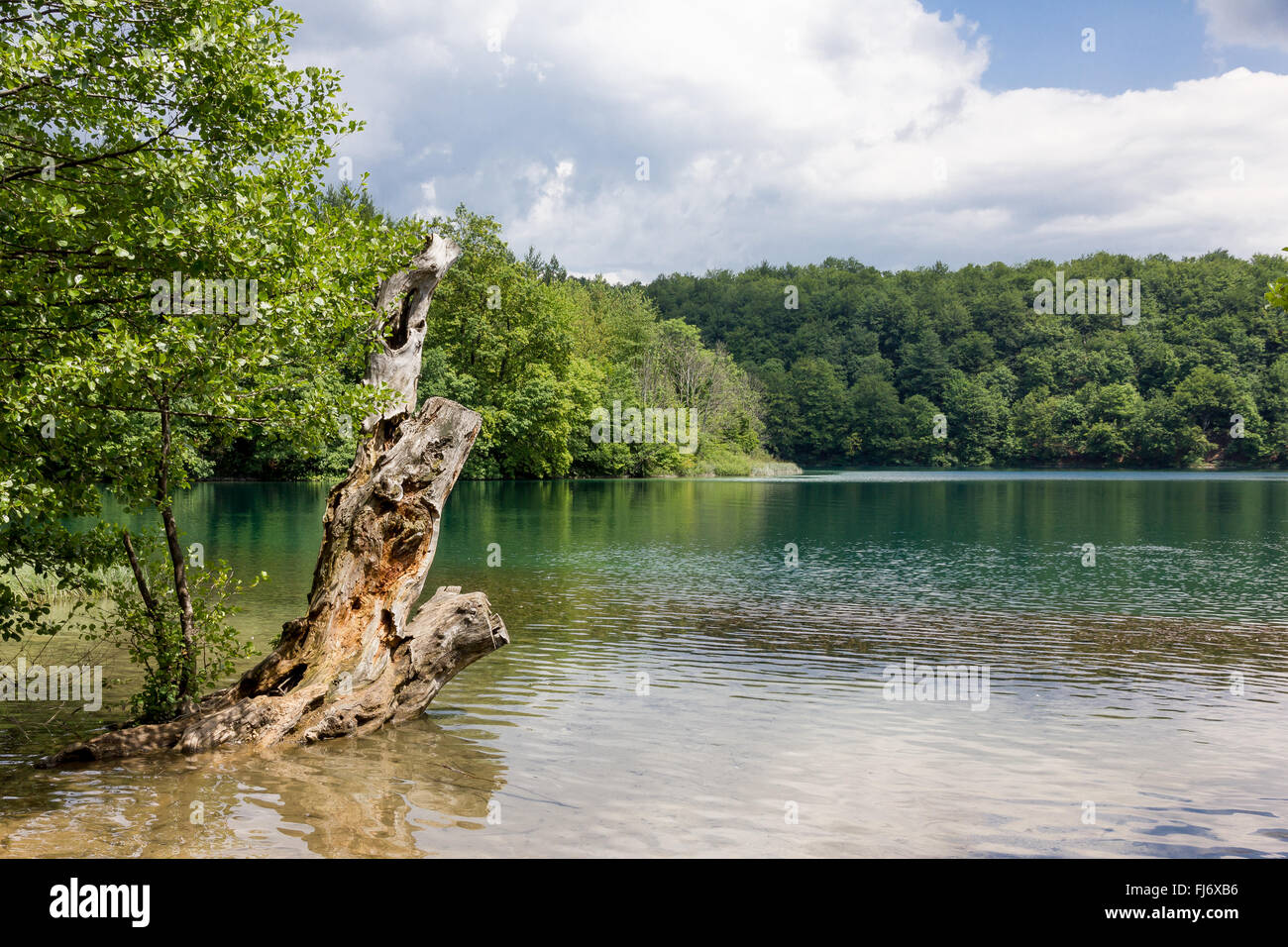 Albero morto all'interno del lago nel lago di Plitvice in Croazia Foto Stock