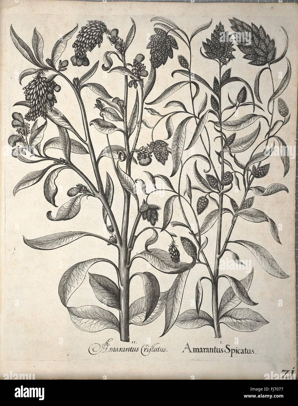 Un primo lavoro botanico che illustra specie di piante, fiori e arbusti prima del sistema formale di classificazione di Linneo. Foto Stock