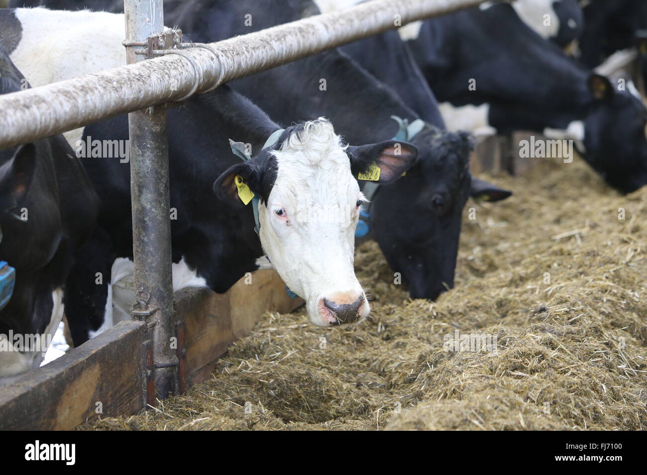 Bestiame bovino di caseificio (chiamato anche le vacche da latte o il latte di mucche) sono vacche bovini allevati per la capacità di produrre grandi quantità di latte, Fro Foto Stock