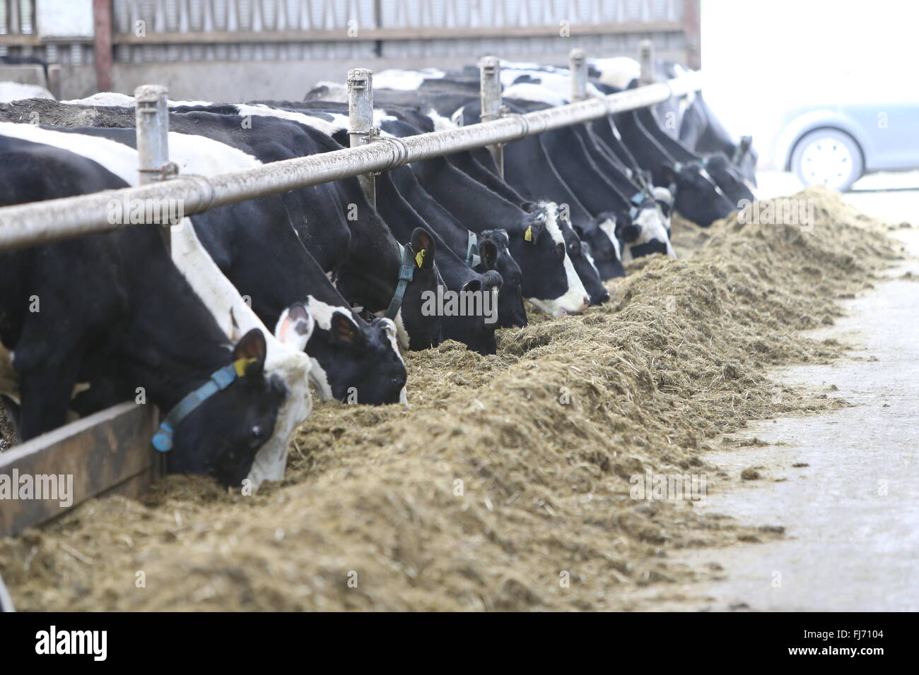 Bestiame bovino di caseificio (chiamato anche le vacche da latte o il latte di mucche) sono vacche bovini allevati per la capacità di produrre grandi quantità di latte, Fro Foto Stock