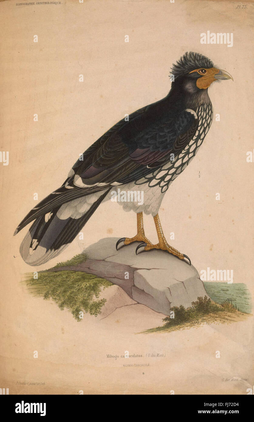 Iconographie ornithologique (PL. 73), Birds Pictorial Works Foto Stock