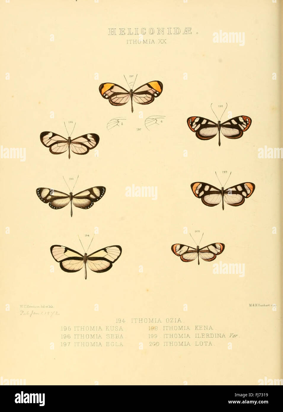 Illustrazioni di nuove specie di farfalle esotiche (Heliconidae- Ithomia) Foto Stock