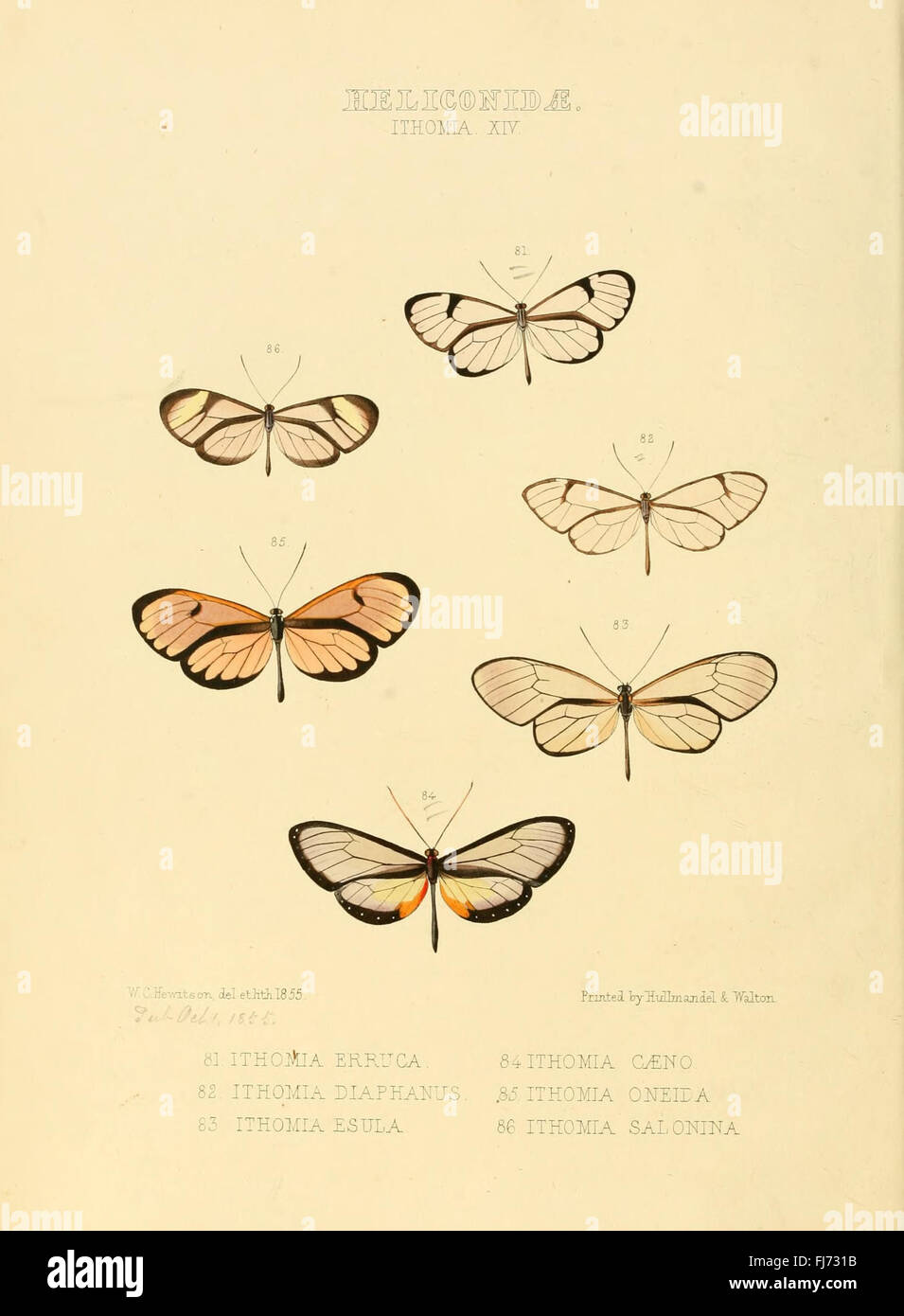 Illustrazioni di nuove specie di farfalle esotiche (Heliconidae- Ithomia XIV) Foto Stock