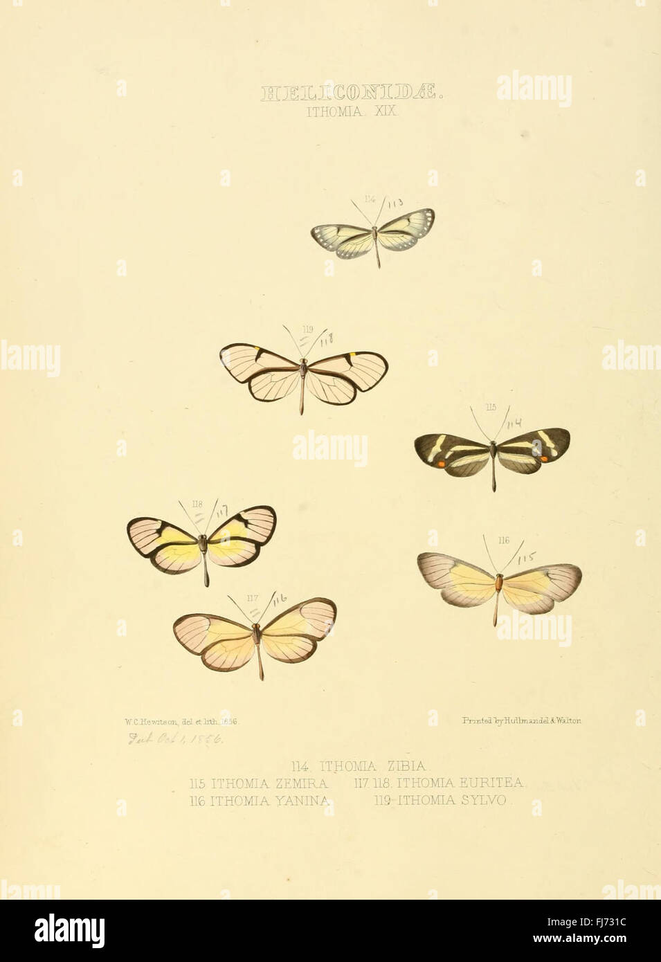 Illustrazioni di nuove specie di farfalle esotiche (Heliconidae- Ithomia XIX) Foto Stock