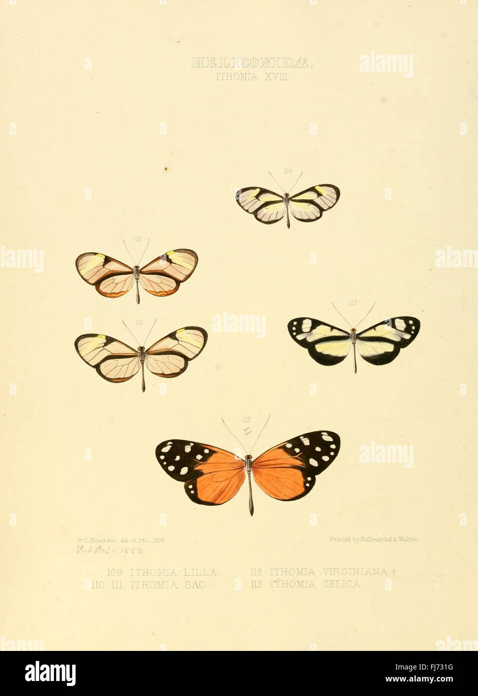 Illustrazioni di nuove specie di farfalle esotiche (Heliconidae- Ithomia XVIII) Foto Stock