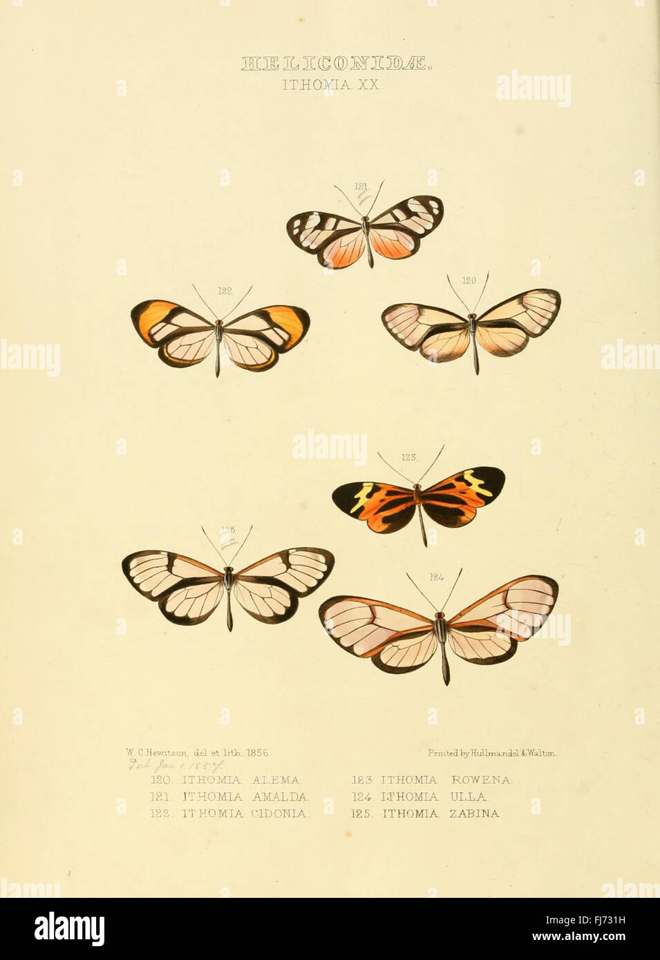 Illustrazioni di nuove specie di farfalle esotiche (Heliconidae- Ithomia XX) Foto Stock