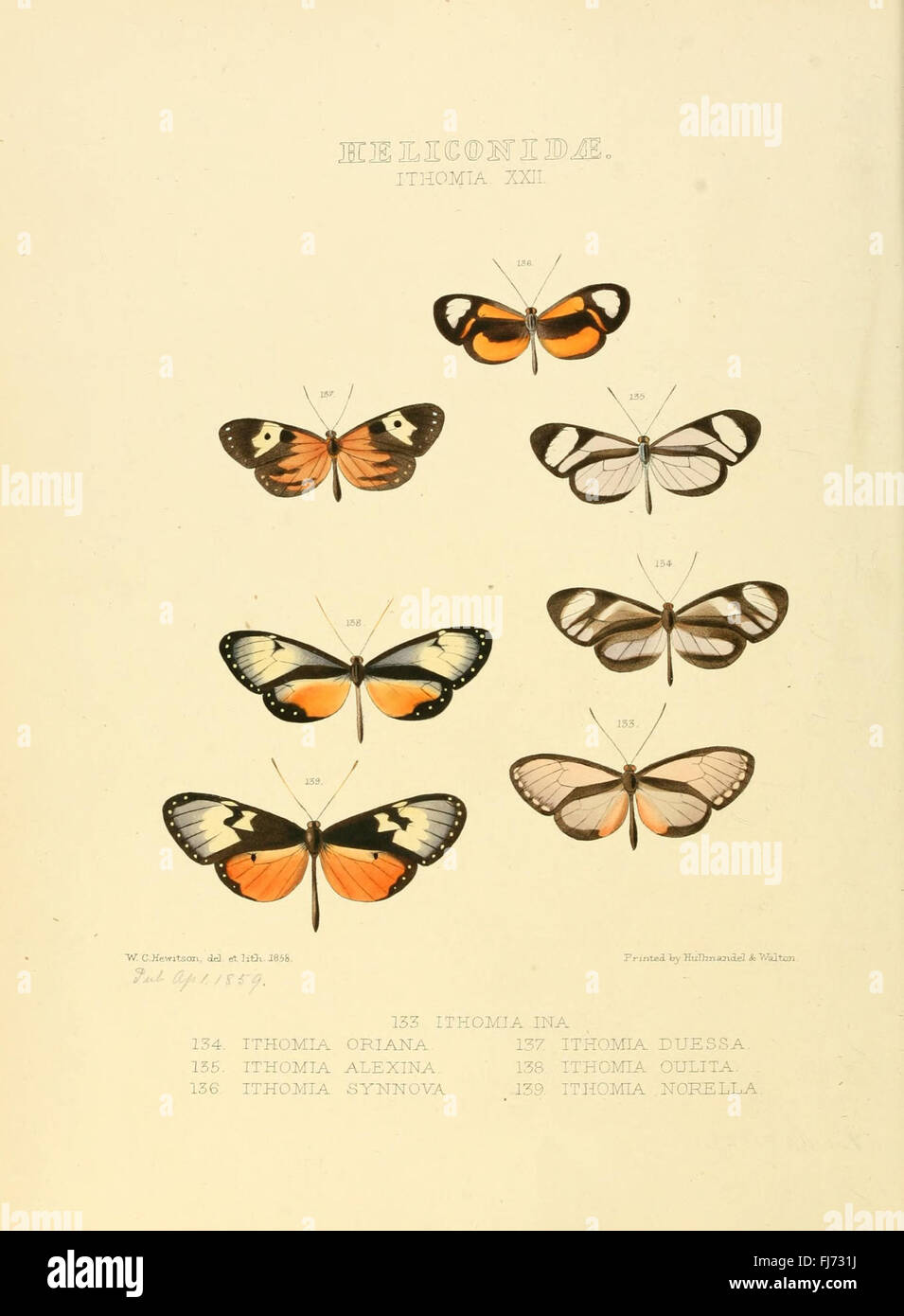 Illustrazioni di nuove specie di farfalle esotiche (Heliconidae- Ithomia XXII) Foto Stock