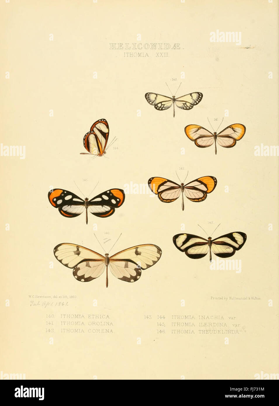 Illustrazioni di nuove specie di farfalle esotiche (Heliconidae- Ithomia XXIII) Foto Stock