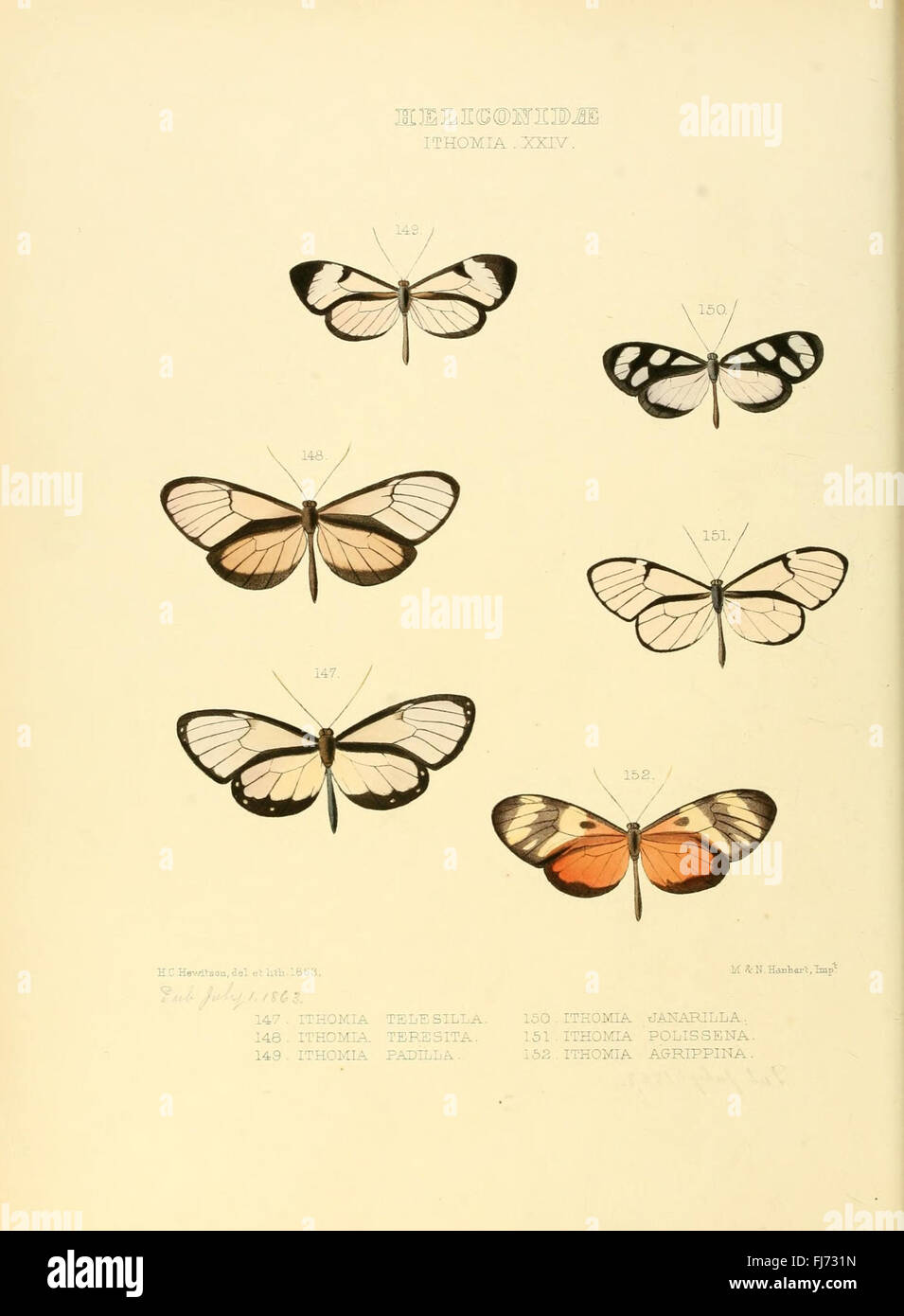 Illustrazioni di nuove specie di farfalle esotiche (Heliconidae- Ithomia XXIV) Foto Stock