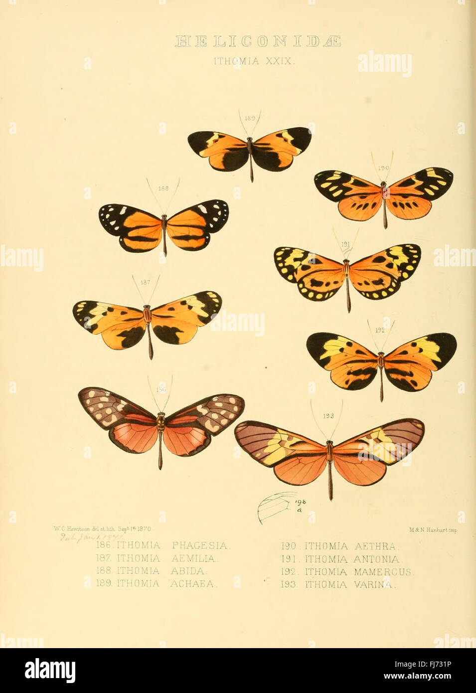 Illustrazioni di nuove specie di farfalle esotiche (Heliconidae- Ithomia XXIX) Foto Stock