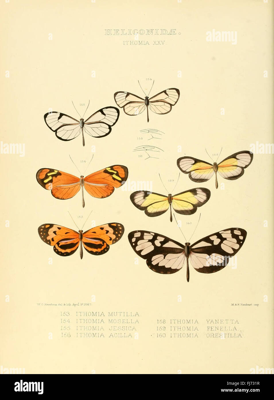 Illustrazioni di nuove specie di farfalle esotiche (Heliconidae- Ithomia XXV) Foto Stock