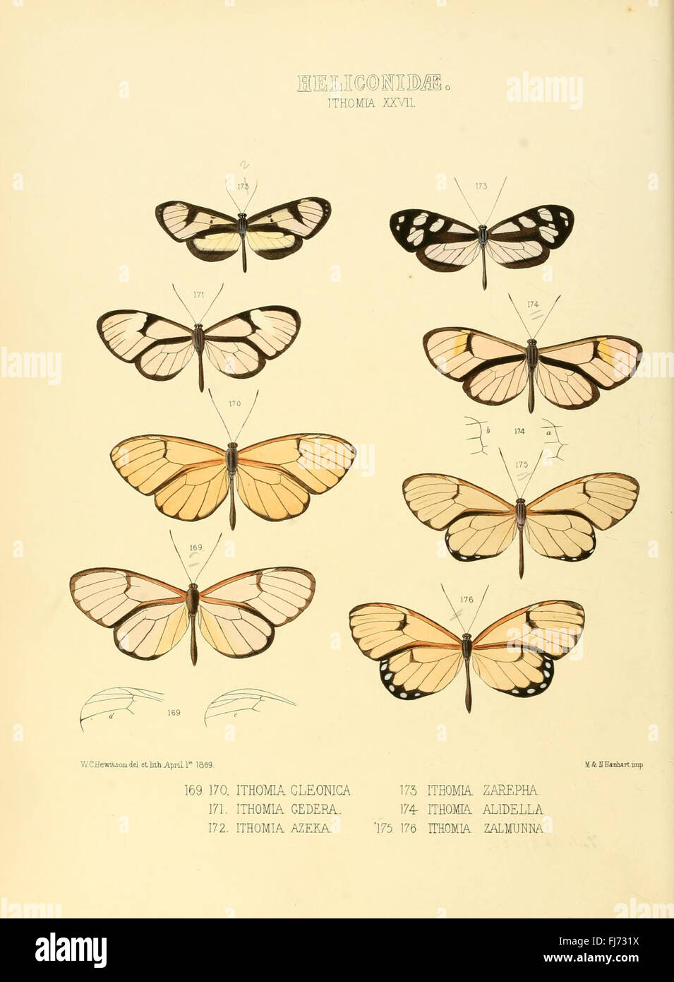 Illustrazioni di nuove specie di farfalle esotiche (Heliconidae- Ithomia XXVII) Foto Stock