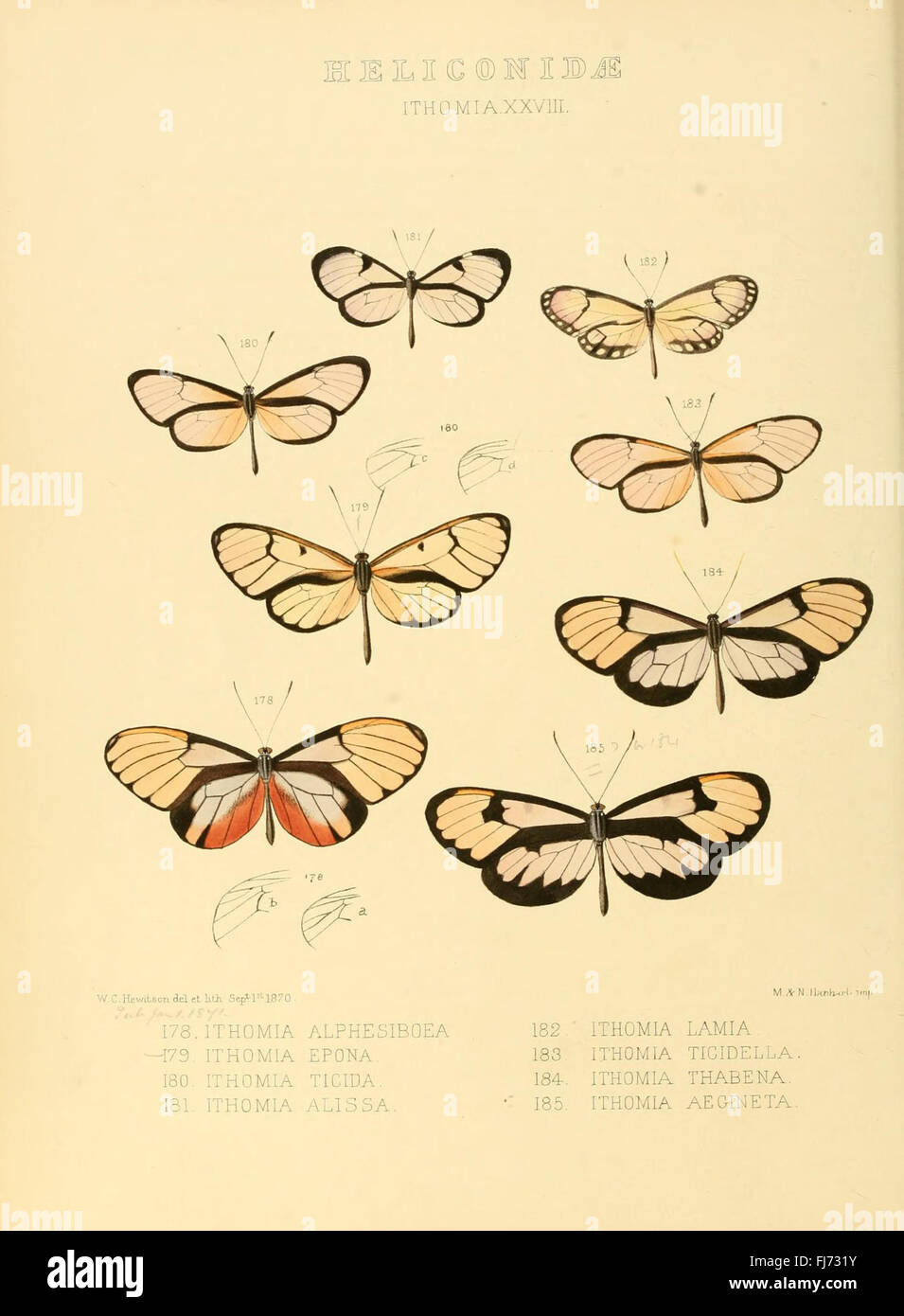 Illustrazioni di nuove specie di farfalle esotiche (Heliconidae- Ithomia XXVIII) Foto Stock