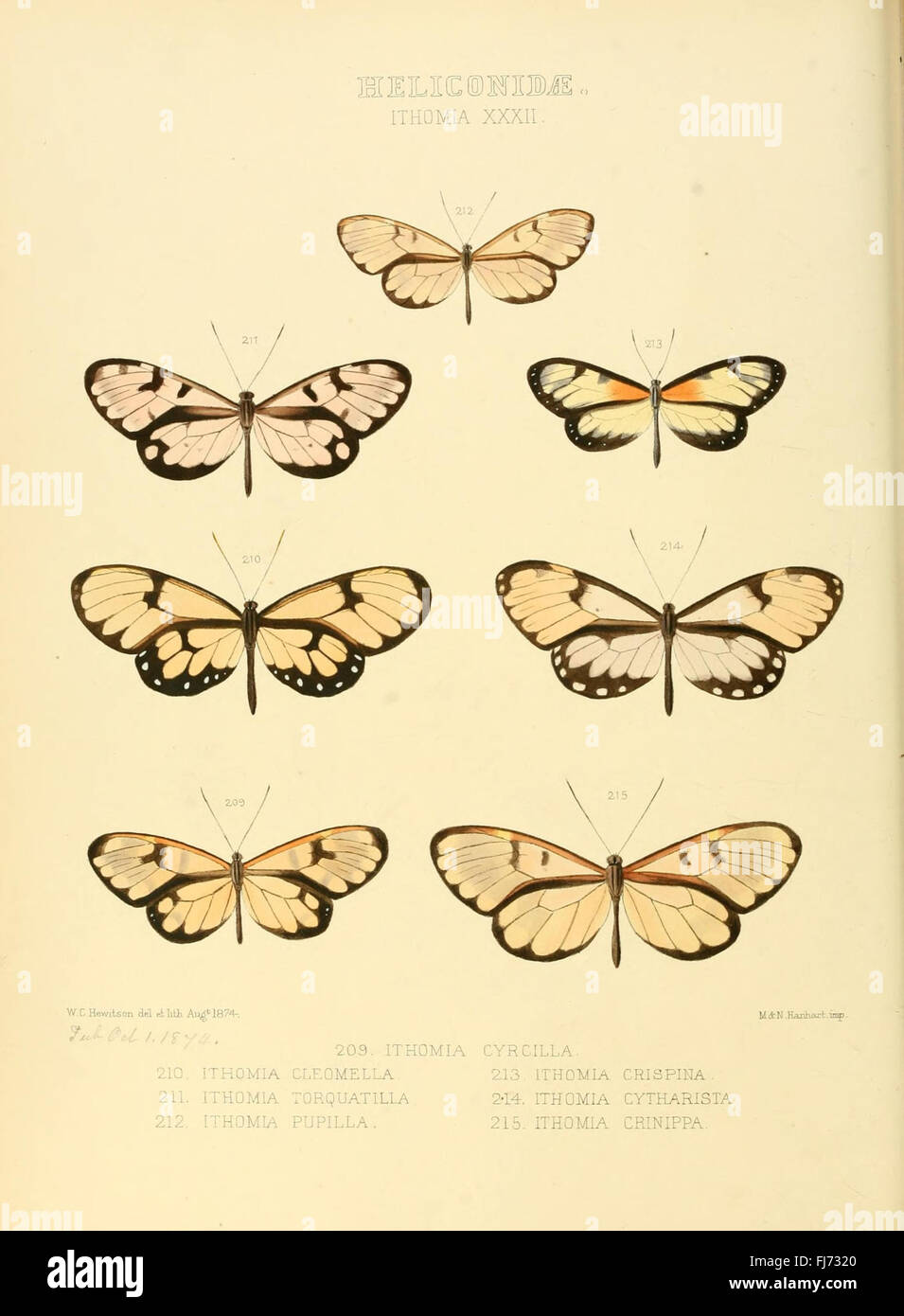 Illustrazioni di nuove specie di farfalle esotiche (Heliconidae- Ithomia XXXII) Foto Stock