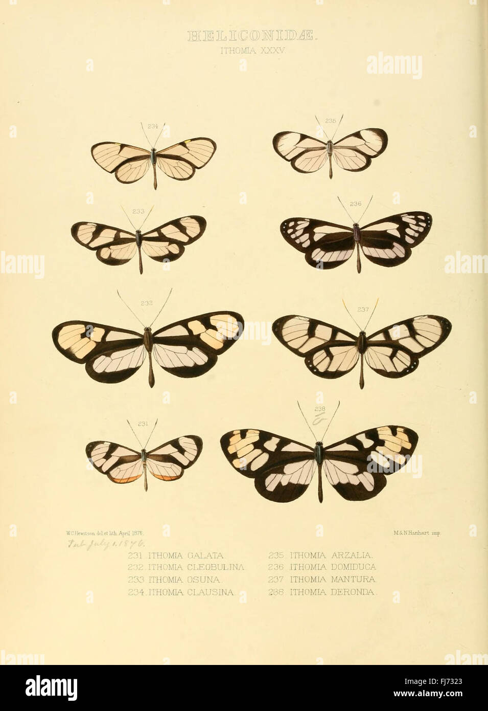 Illustrazioni di nuove specie di farfalle esotiche (Heliconidae- Ithomia XXXV) Foto Stock