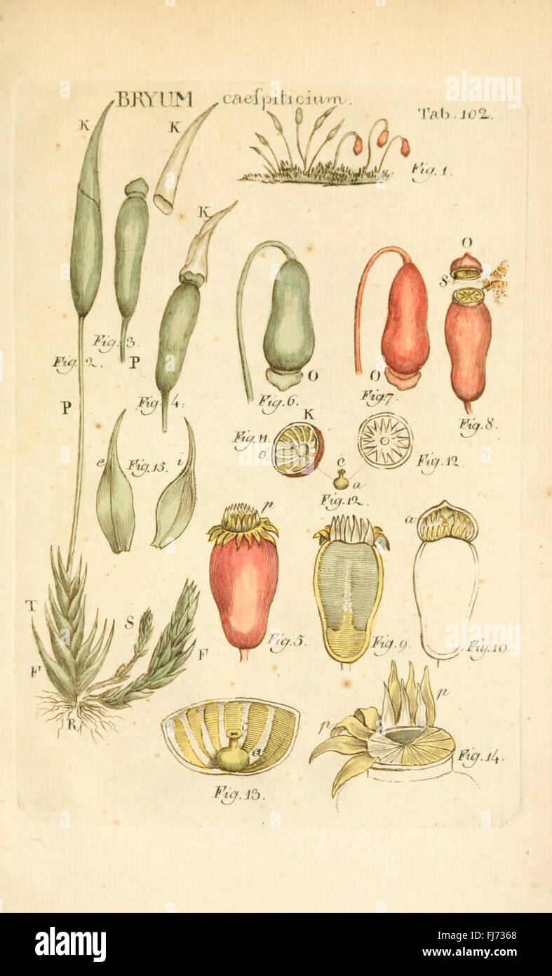 Illustratio systematis Linnaeani sexualis (Tab. 102) Foto Stock